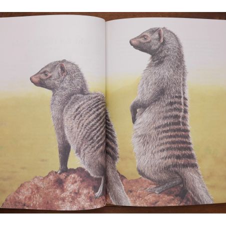 When Lion Could Fly - And Other Tales From Africa | Home | Mickle & More Second-Hand Books