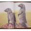 When Lion Could Fly - And Other Tales From Africa | Home | Mickle & More Second-Hand Books