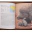 When Lion Could Fly - And Other Tales From Africa | Home | Mickle & More Second-Hand Books