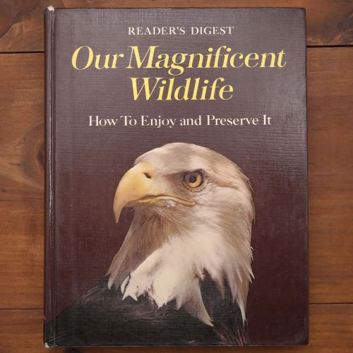 Our Magnificent Wildlife - How To Enjoy And Preserve It