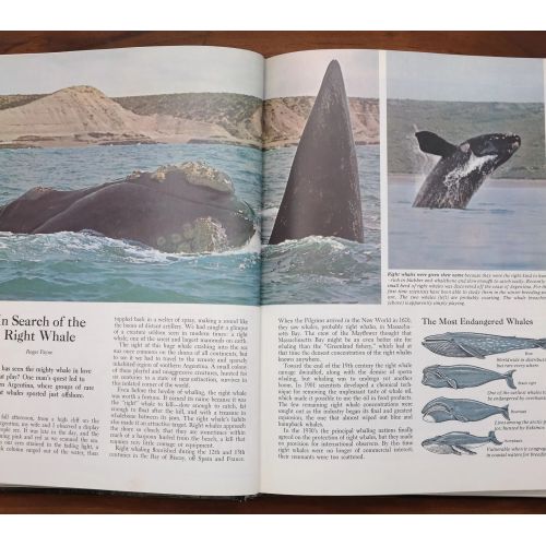 Our Magnificent Wildlife - How To Enjoy And Preserve It | Nature & Wildlife | Mickle & More Second-Hand Books