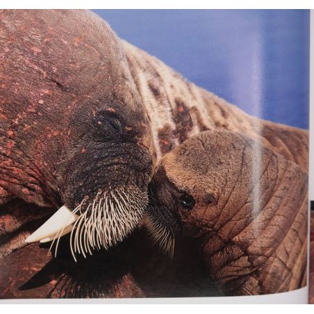Arctic Tale | Nature & Wildlife | Mickle & More Second-Hand Books