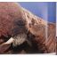 Arctic Tale | Nature & Wildlife | Mickle & More Second-Hand Books