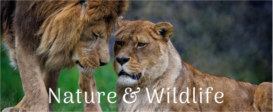 Nature & Wildlife