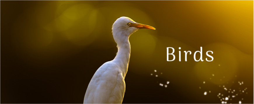Birds